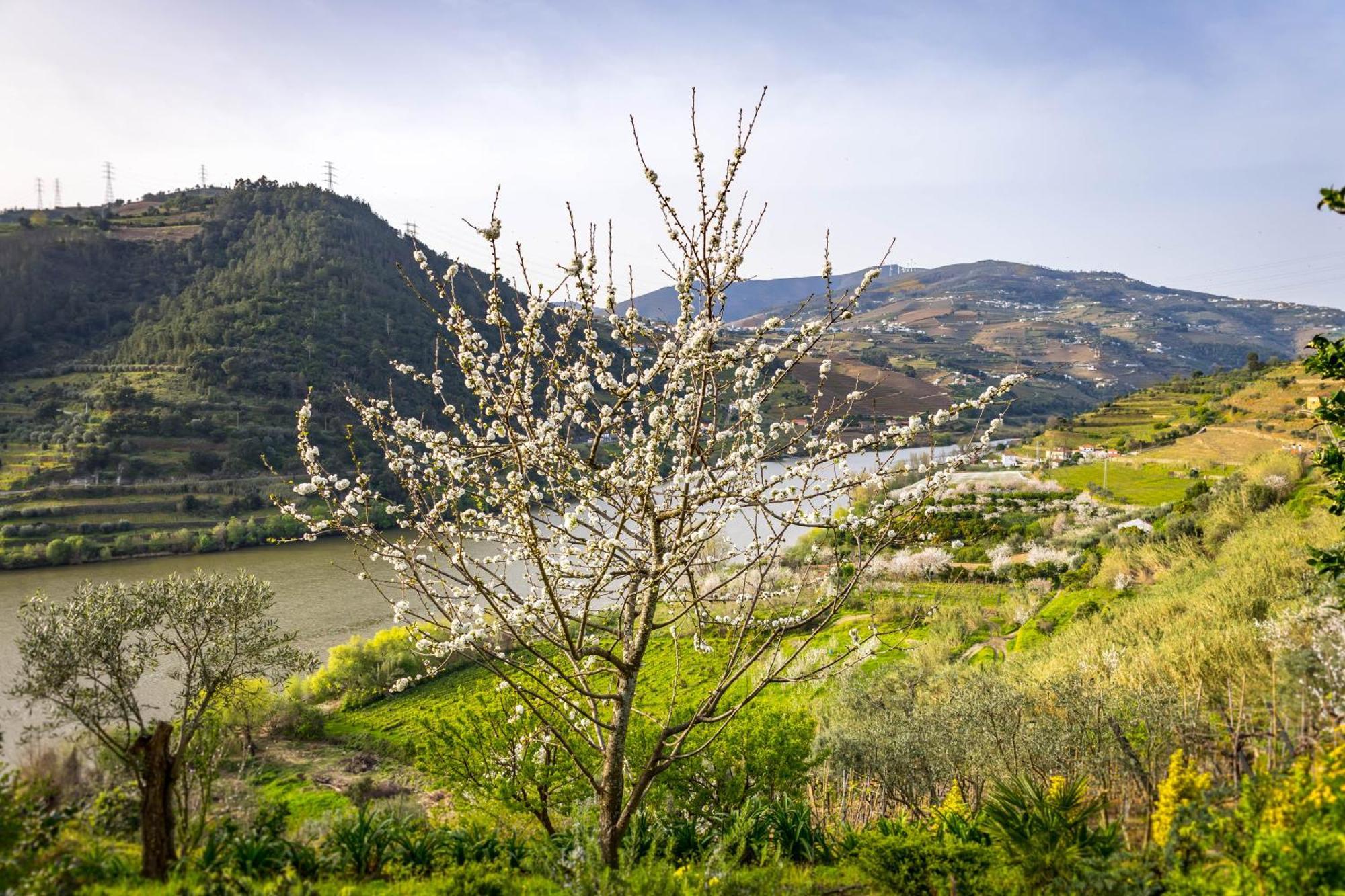 Fraga Douro House, Douro Valley Resende Εξωτερικό φωτογραφία